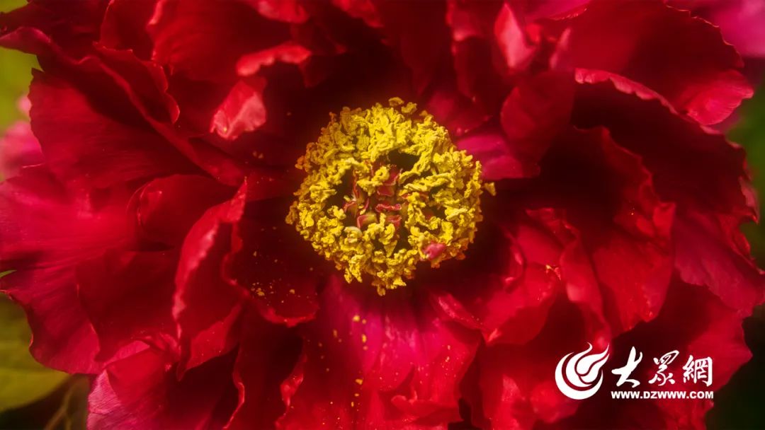 菏泽“花式”宠客！隔着屏幕都能把人香迷糊了