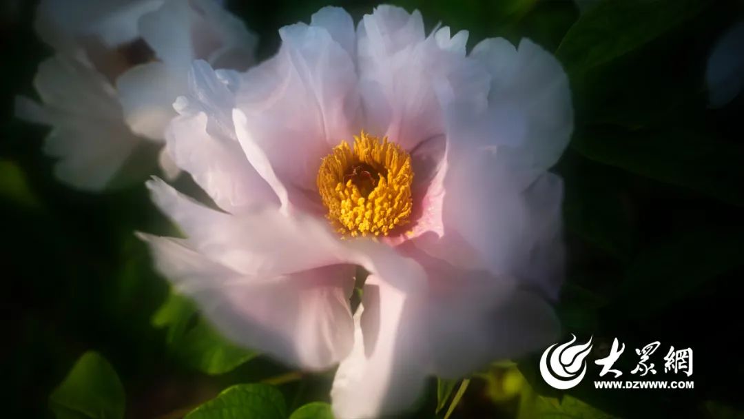 菏泽“花式”宠客！隔着屏幕都能把人香迷糊了