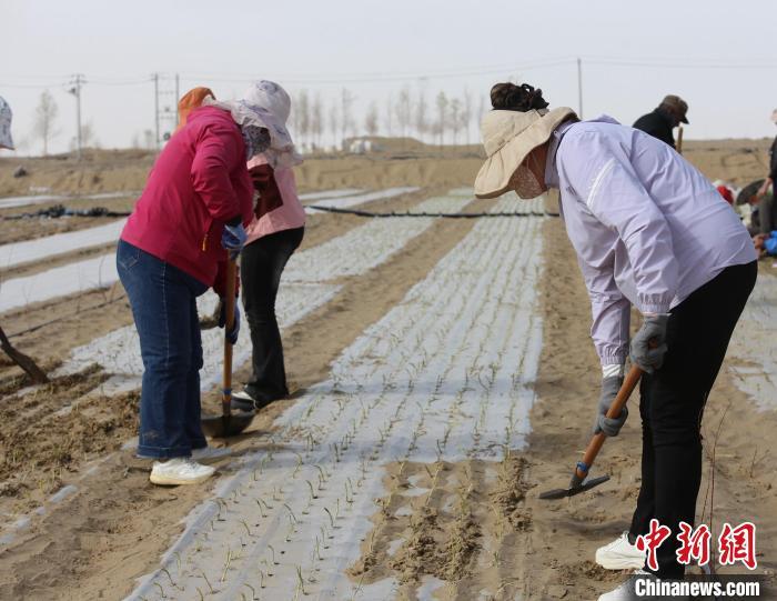 新疆民丰县：防沙治沙开辟沙漠经济新路径