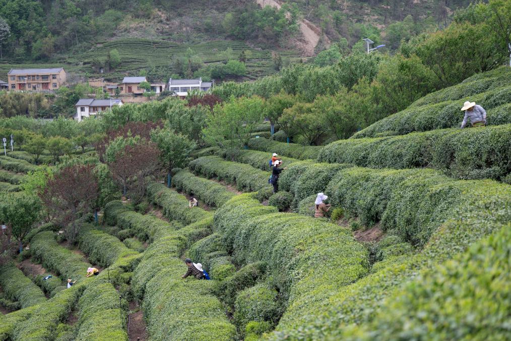 巡检电网护航采茶“黄金期”