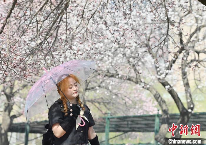 吉林大学杏花绽放春意浓