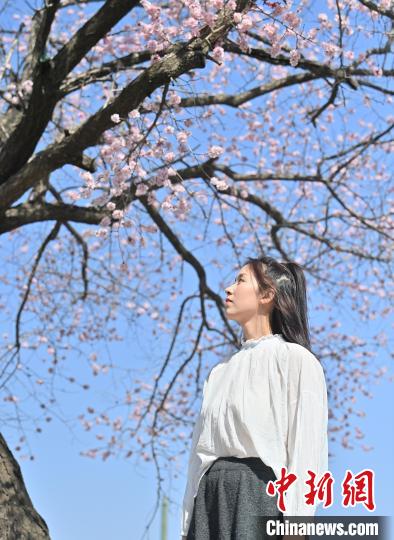 吉林大学杏花绽放春意浓