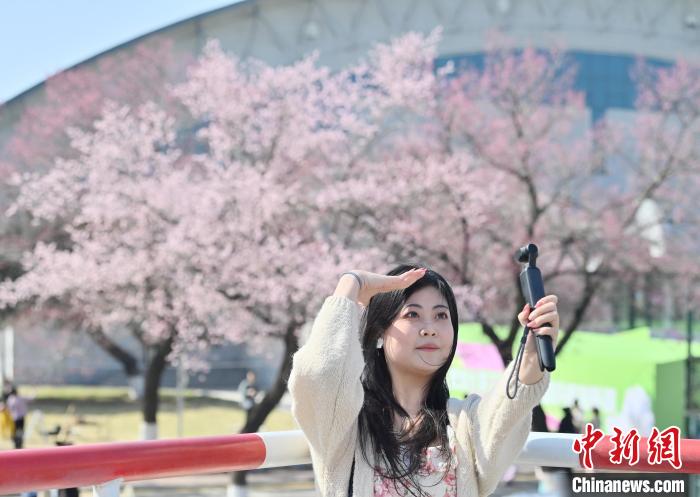 吉林大学杏花绽放春意浓