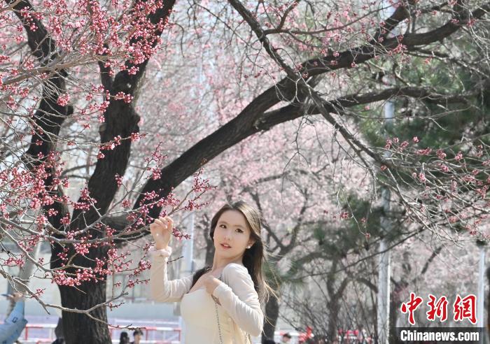 吉林大学杏花绽放春意浓
