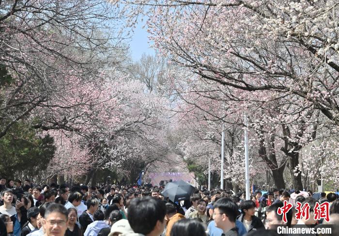 吉林大学杏花绽放春意浓