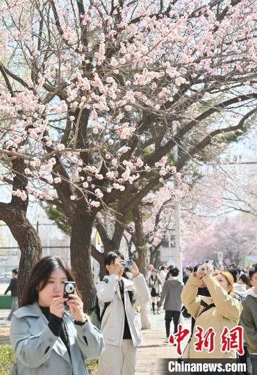 吉林大学杏花绽放春意浓