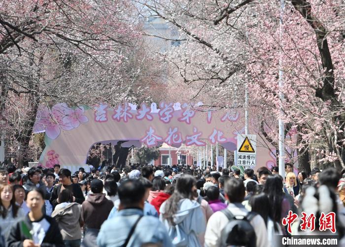 吉林大学杏花绽放春意浓