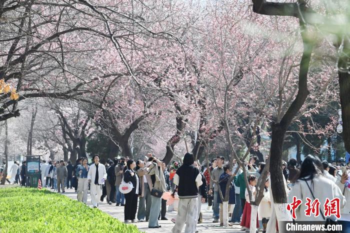 吉林大学杏花绽放春意浓