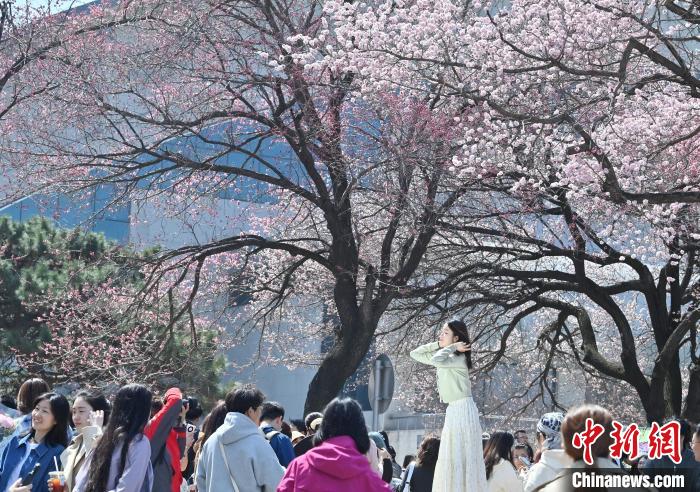 吉林大学杏花绽放春意浓