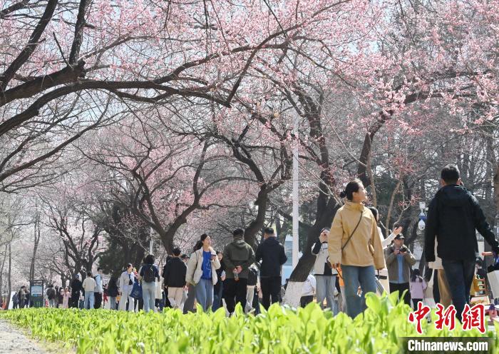 吉林大学杏花绽放春意浓