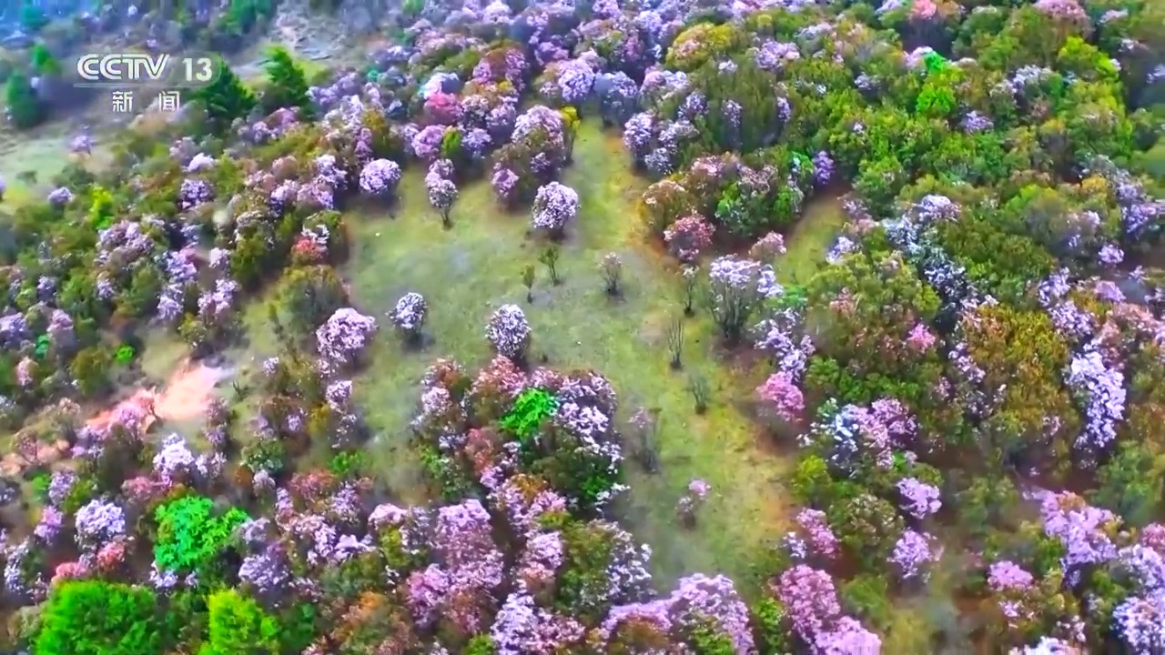 文化中国行丨二十四节气·谷雨 雨水增多 草木峥嵘
