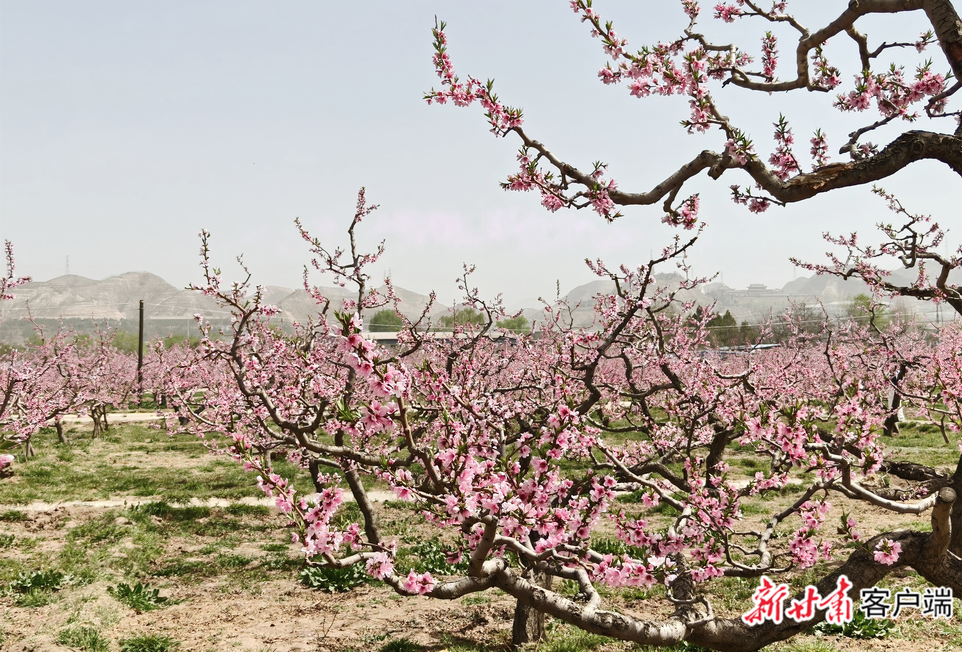 十里桃花始盛开！兰州市第42届桃花会开幕