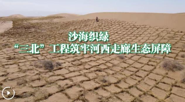沙海织绿 “三北”工程筑牢河西走廊生态屏障