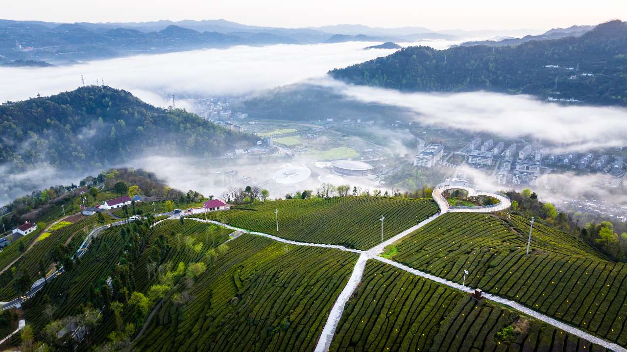 古树茶：湖北五峰云雾深处的时光馈赠