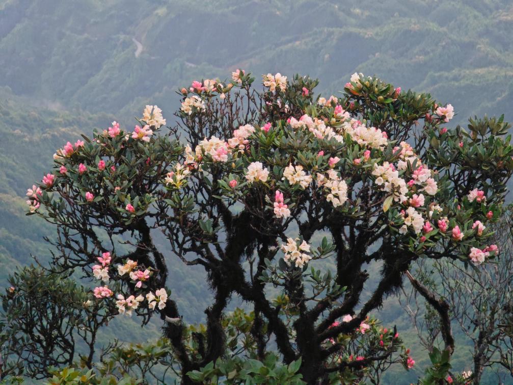 “世界瑶都”广西金秀将举办杜鹃花文化旅游节