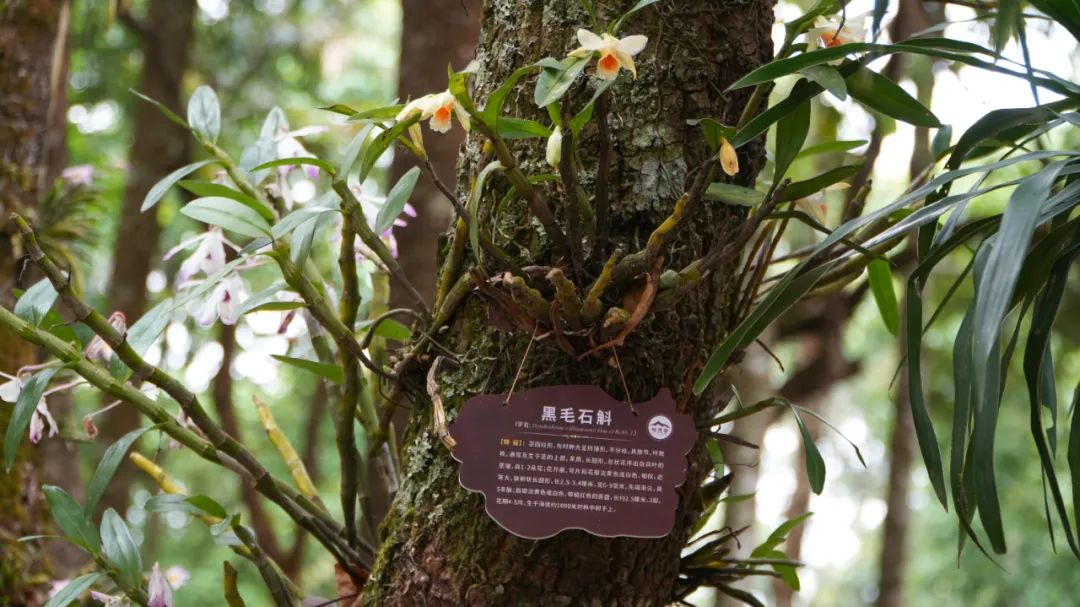 深山里藏着“绿富密码” 探访思茅林下“立体本草纲目”