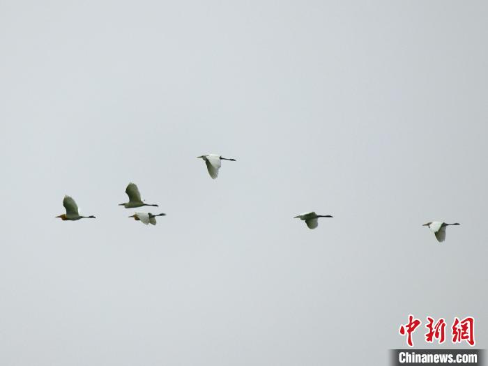 河南郑州：雁鸣湖景美如画