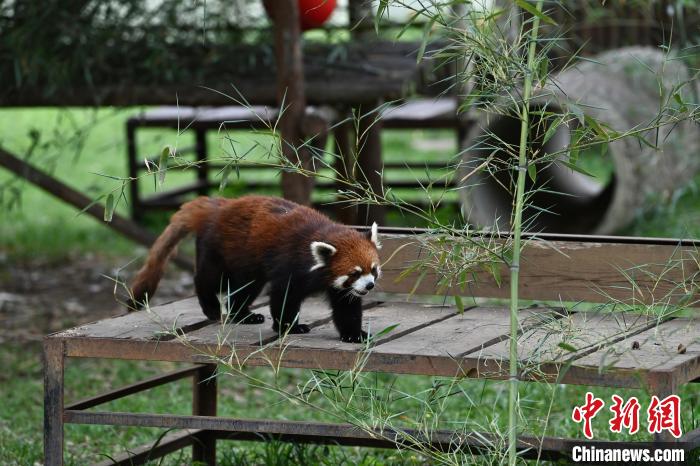 合肥野生动物园萌宠动物尽享初夏时光