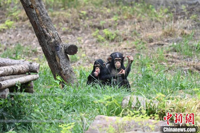 合肥野生动物园萌宠动物尽享初夏时光
