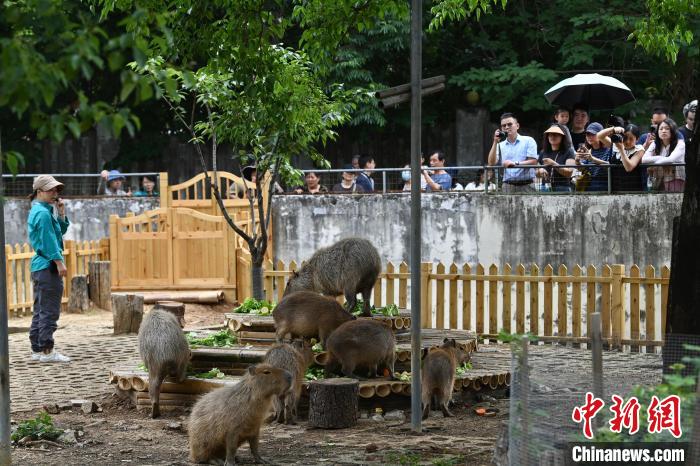 合肥野生动物园萌宠动物尽享初夏时光