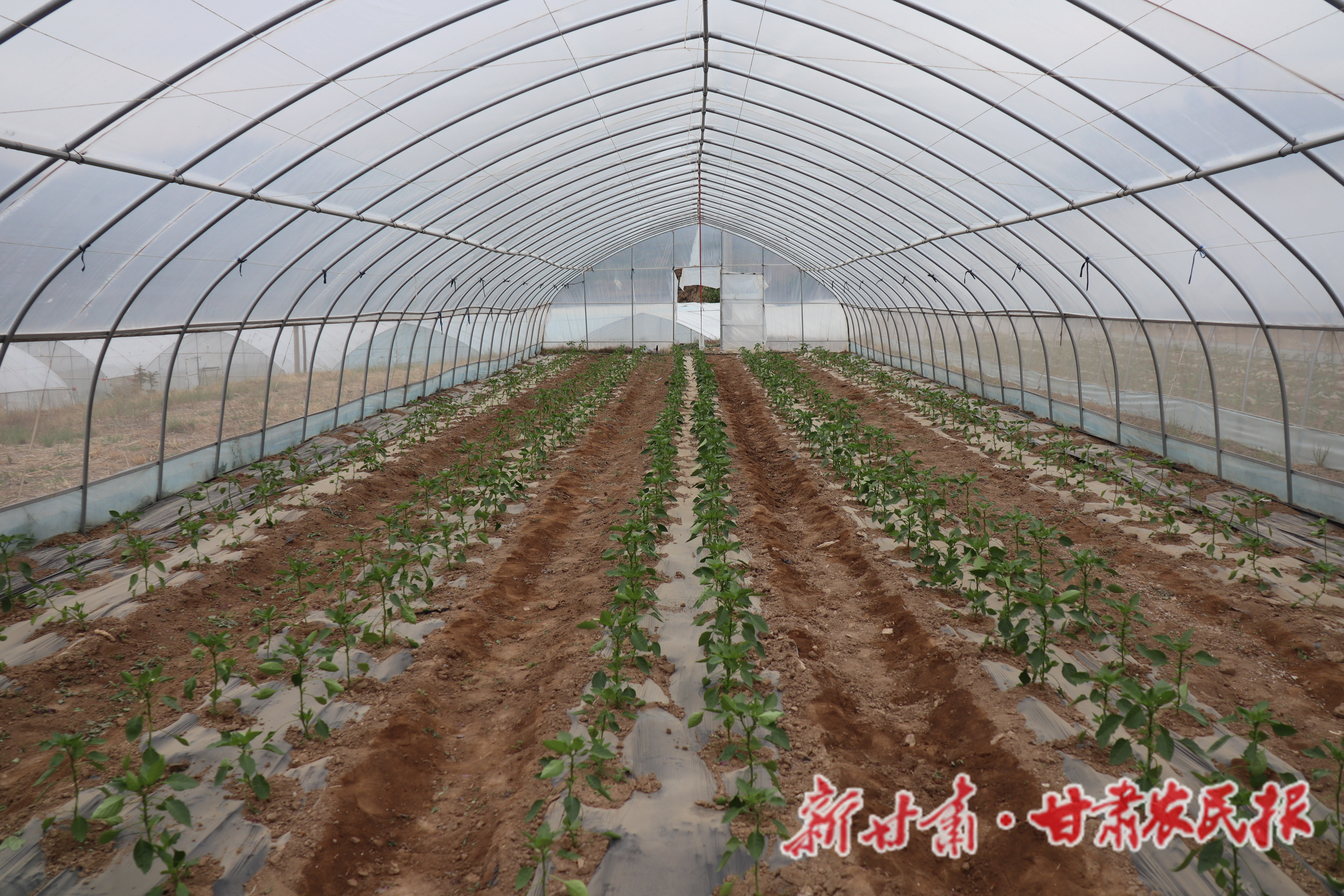 秦安县王尹镇：大棚辣椒绿意浓 特色产业助农兴