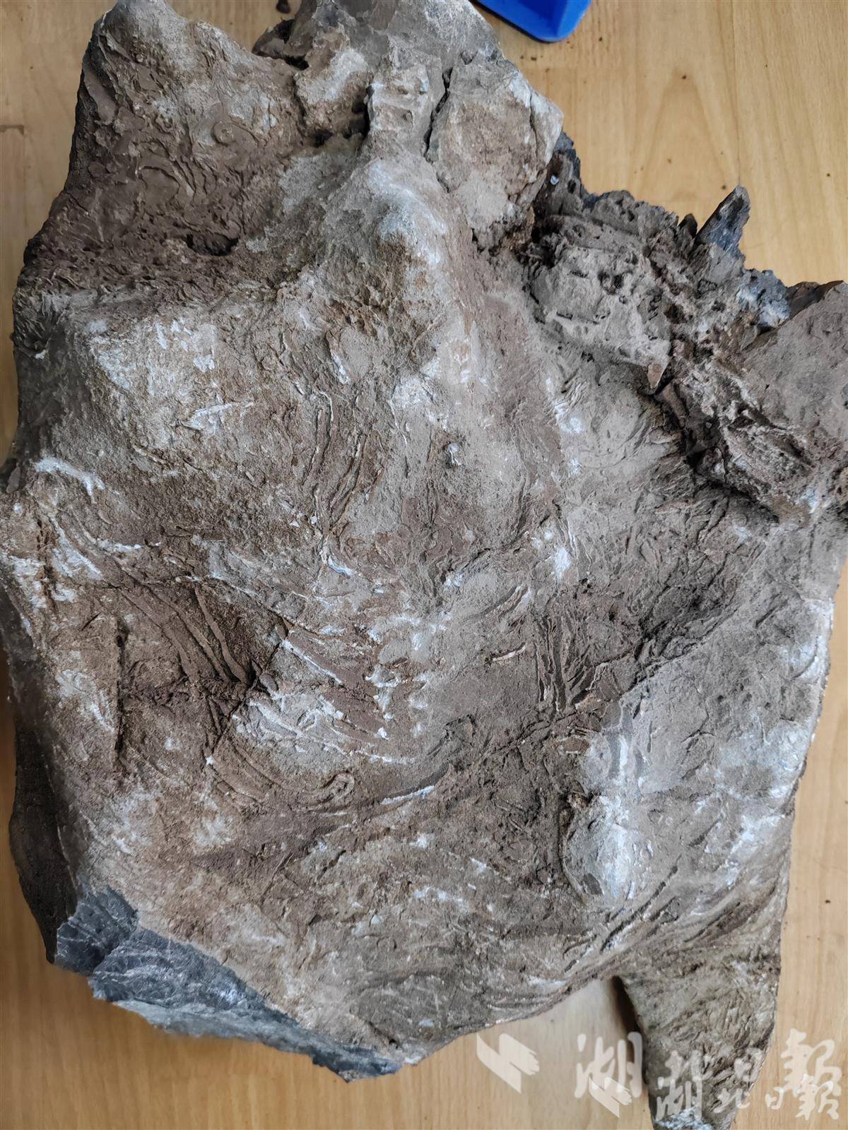 湖北首次发现巨型双壳类化石 为揭示远古生物大灭绝提供关键证据