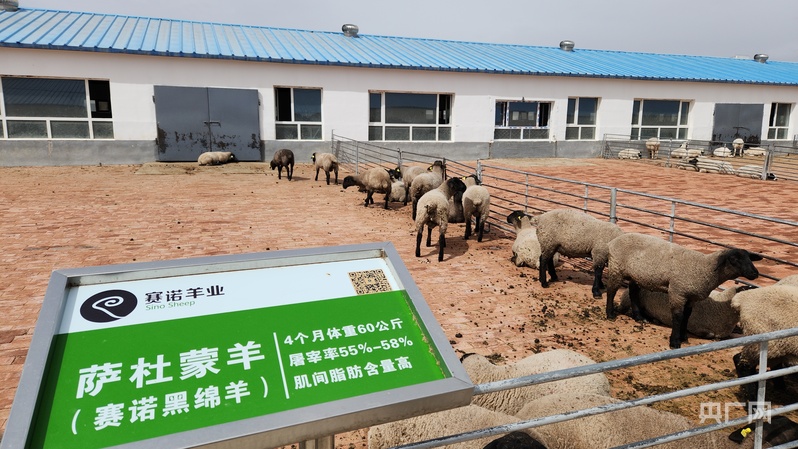 智汇草原·筑梦北疆｜他们，用忠诚和智慧在北疆大地谱写奋斗华章