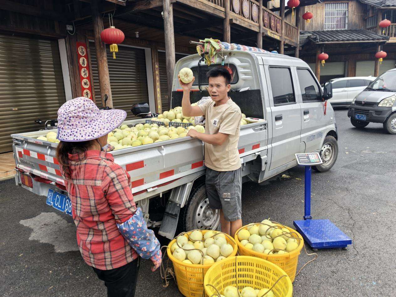 广西百色右江区西北乐村绿色种植打造千万级农业经济
