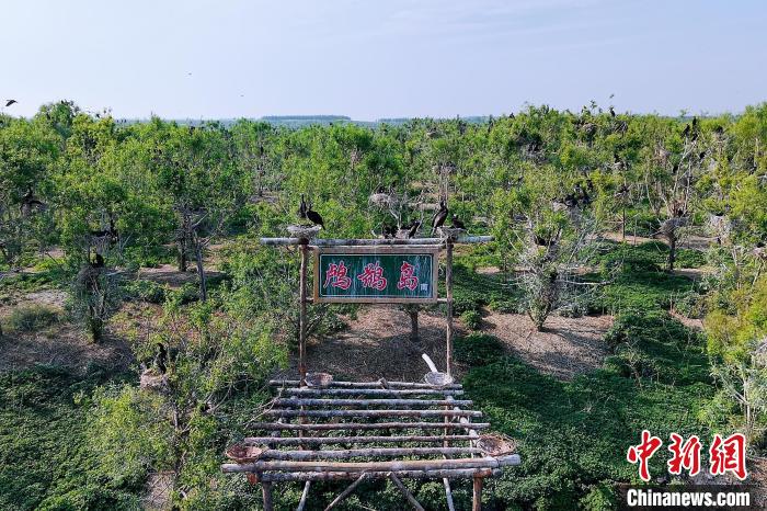 黑龙江千鹤岛首次发现自然界罕见白鸬鹚