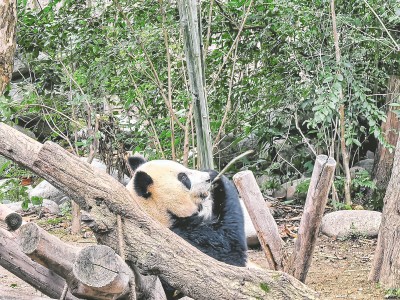 从凉山到蓉城 一场双向奔赴的守护