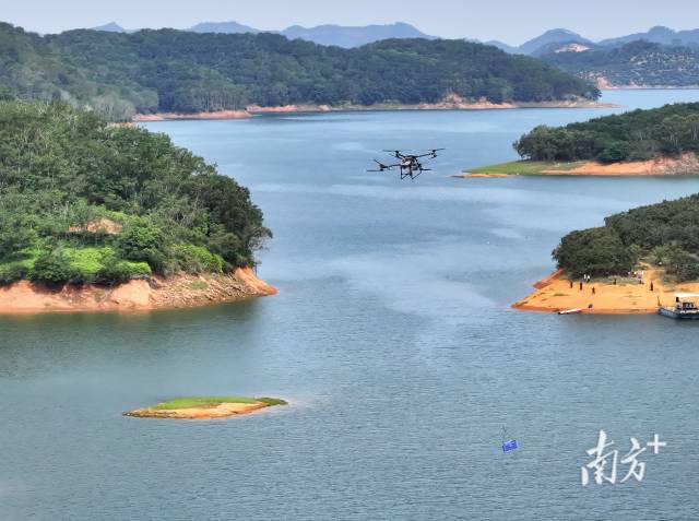 荔枝“起飞” 甜蜜出岛