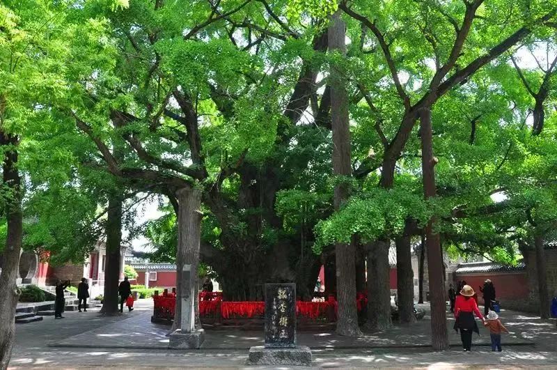 每日开行！乘“齐鲁1号”畅游山东