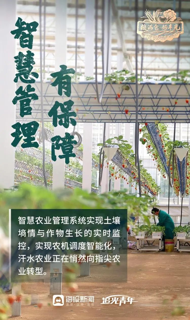 粮满仓·好丰光丨丰收里的齐鲁
