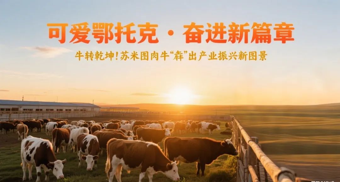 牛转乾坤！肉牛“犇”出产业振兴新图景 | 可爱鄂托克 奋进新篇章