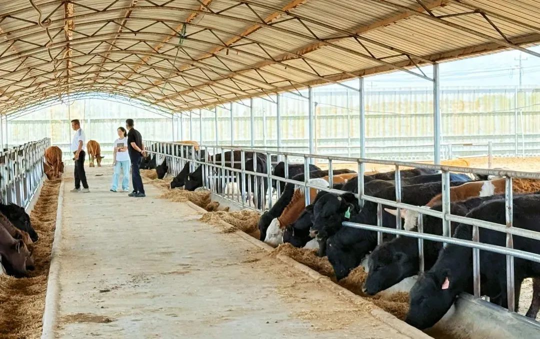 牛转乾坤！肉牛“犇”出产业振兴新图景 | 可爱鄂托克 奋进新篇章