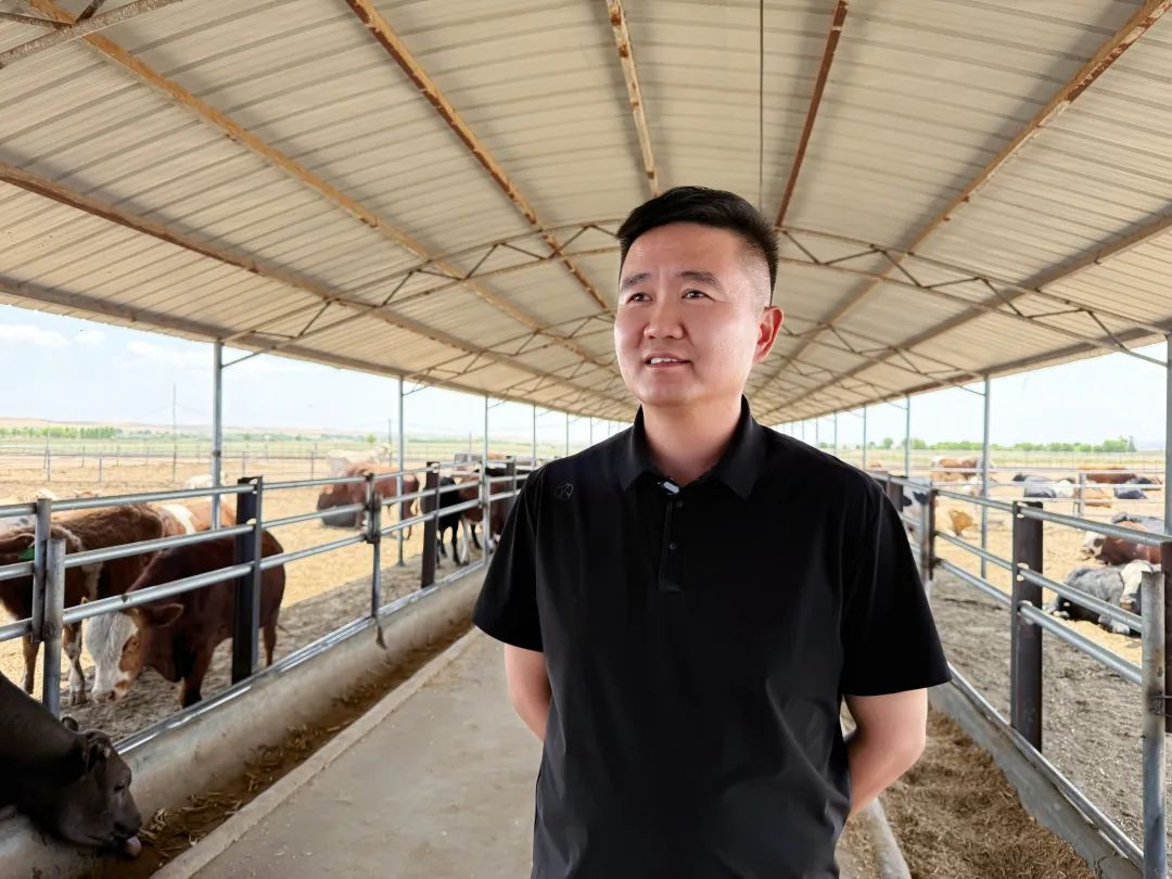 牛转乾坤！肉牛“犇”出产业振兴新图景 | 可爱鄂托克 奋进新篇章