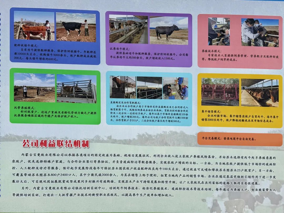牛转乾坤！肉牛“犇”出产业振兴新图景 | 可爱鄂托克 奋进新篇章