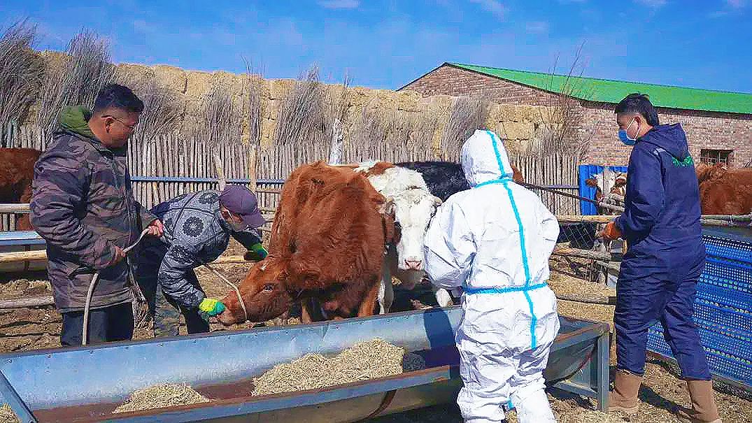 牛转乾坤！肉牛“犇”出产业振兴新图景 | 可爱鄂托克 奋进新篇章