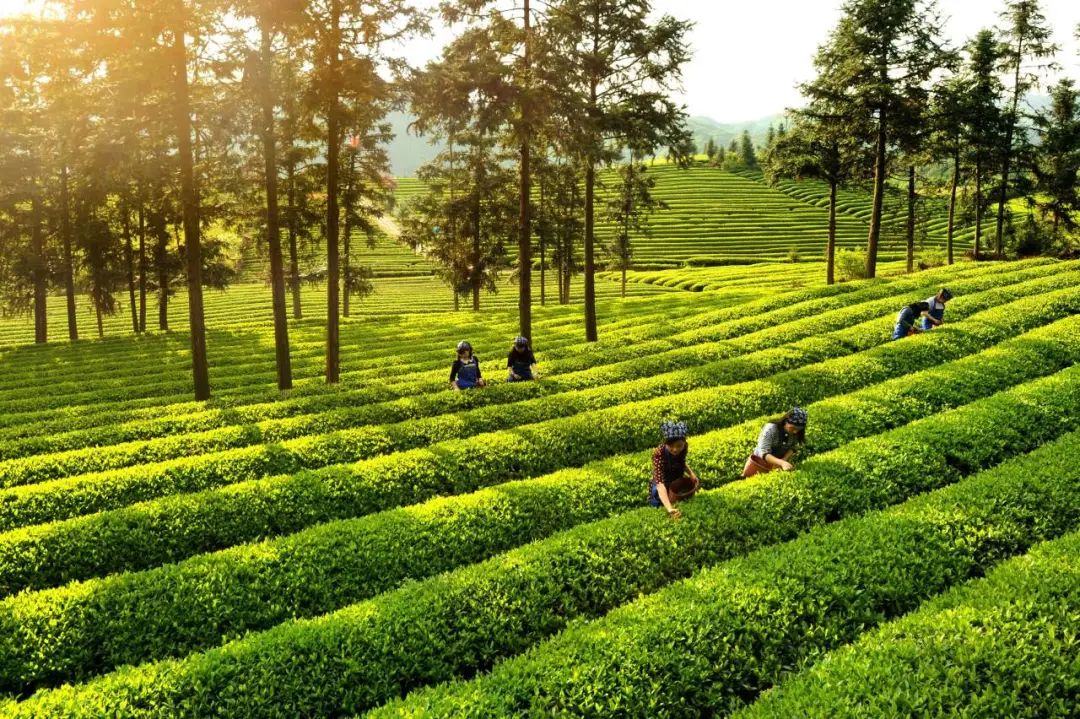 倒计时1天！“如画江西 风景独好”文化和旅游（福州）推介会即将启幕