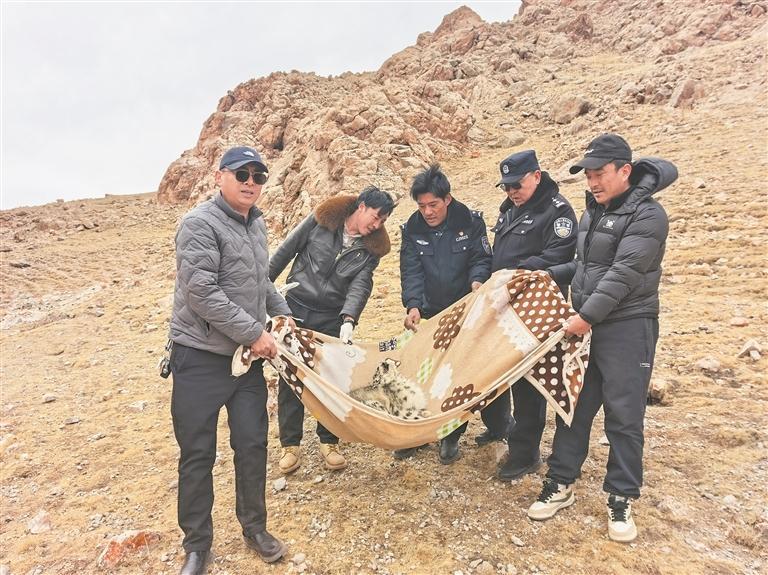 “凌小蛰”重生背后的流量密码