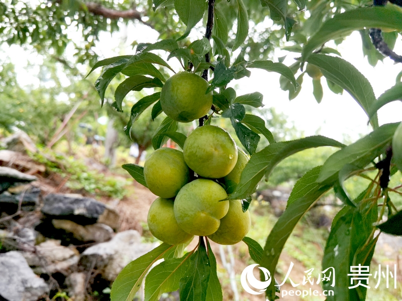 荒山披绿 果园生金