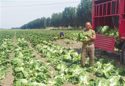 麦子黄了，稻苗绿了，果子红了