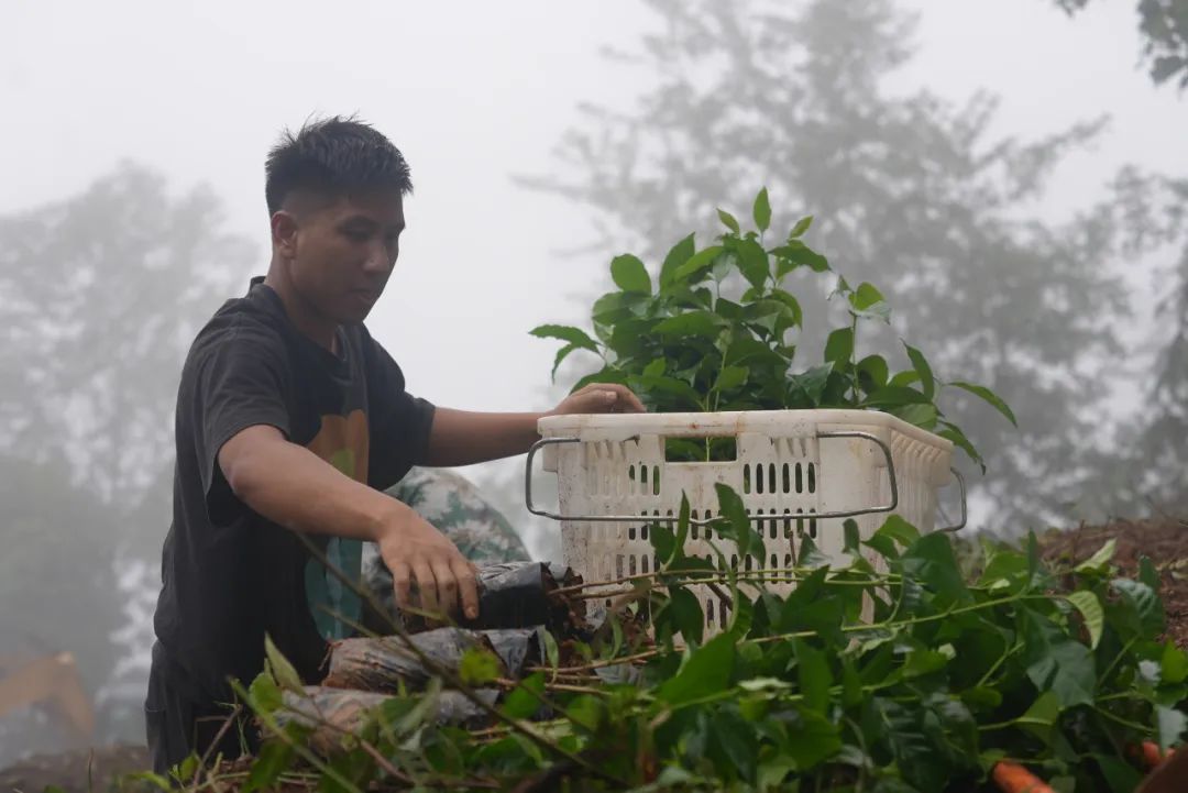 一线看发展 | 西盟：雨季墒情好 产业播种忙
