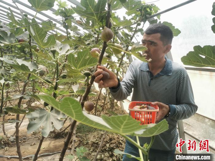 （走进中国乡村）新疆西部有条“无花果风情街”
