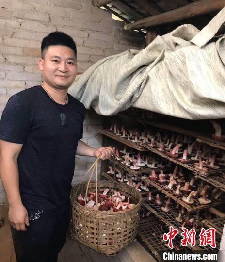 链接东盟大市场 红菌撑起广西藤县山乡“致富伞”