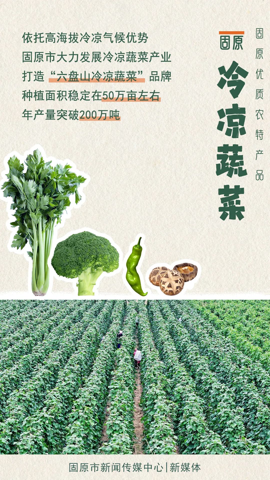 固原冷凉蔬菜，凭啥“C”位出道