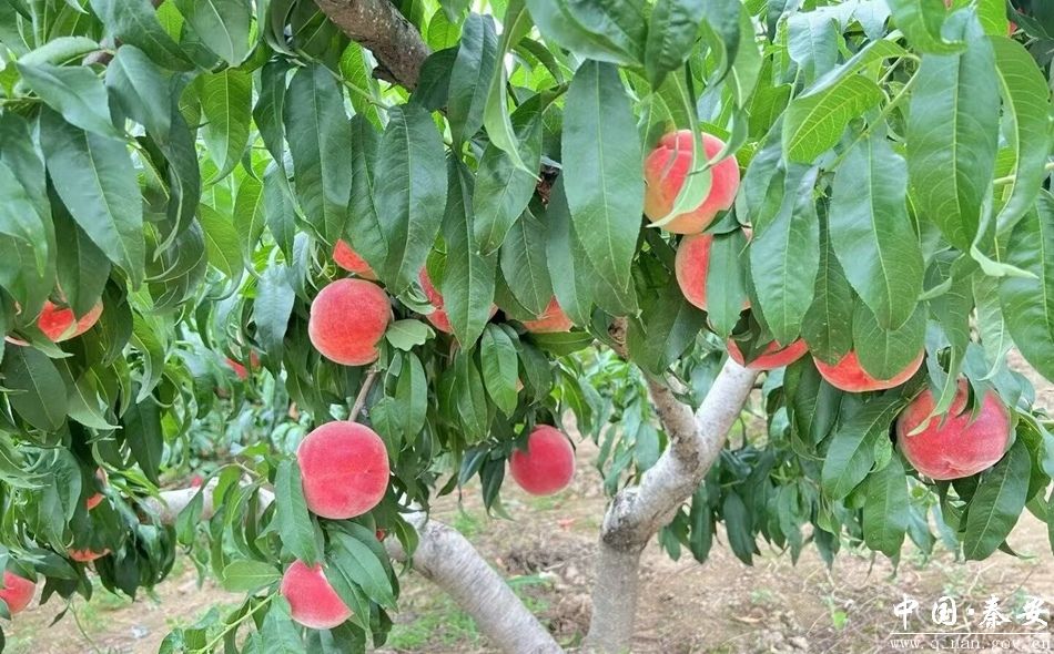 秦安：“仓方早生”蜜桃鲜甜上市