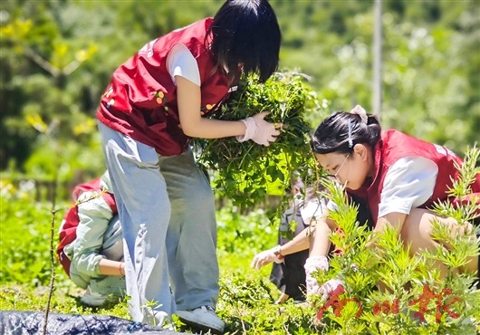 重庆医药高等专科学校“三下乡”志愿服务走进金山镇