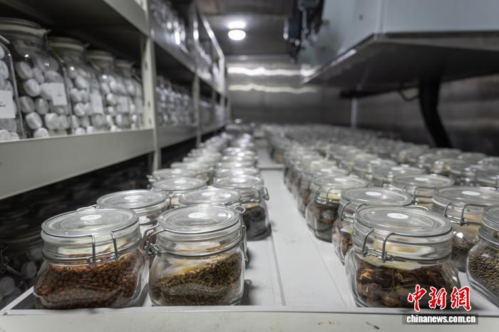 中药种质资源守护者裴瑾：为中药材留下“生命火种”