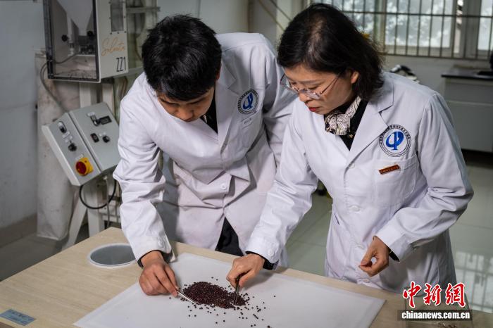 中药种质资源守护者裴瑾：为中药材留下“生命火种”